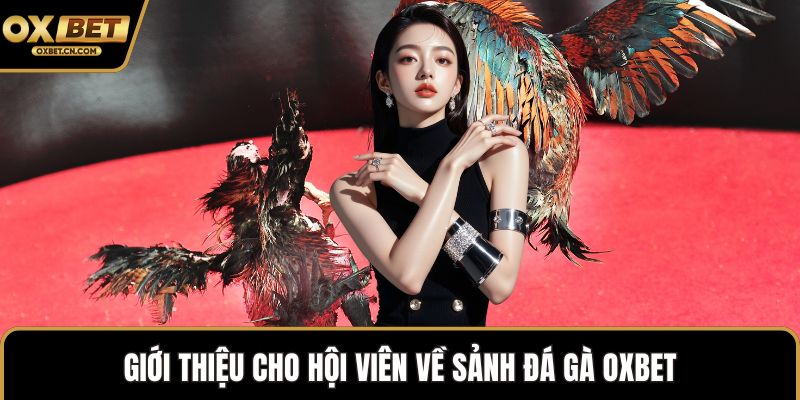 Giới thiệu cho hội viên về sảnh đá gà OXBET